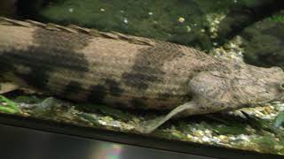 ポリプテルス・エンドリケリー (鳥羽水族館) 2018年1月1日