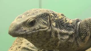 サバンナオオトカゲ (東山動植物園) 2021年7月22日