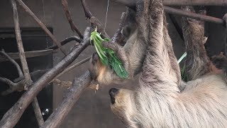 Baby Linnaeus's two-toed sloth (KOBE ANIMAL KINGDOM, Hyogo, Japan) April 23, 2021