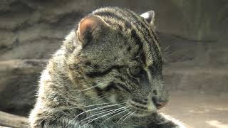 Fishing Cat & Crested Partridge (KOBE ANIMAL KINGDOM, Hyogo, Japan) March 29, 2021