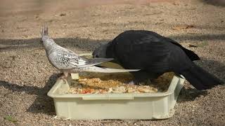 Black wood pigeon (Kurume Bird Center, Fukuoka, Japan) April 19, 2019