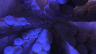 ミズダコ (登別マリンパークニクス) 2019年6月16日