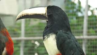 Chestnut-eared aracari & Black-necked aracari (Kakegawa Kachouen, Shizuoka, Japan) July 30, 2022