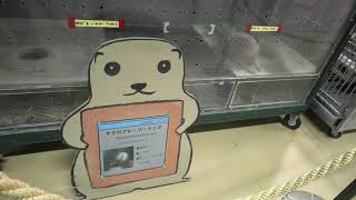 オグロプレーリードッグ (愛媛県立 とべ動物園) 2019年12月25日