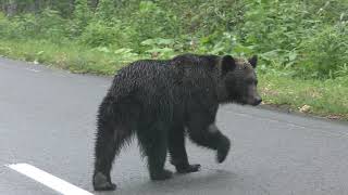 Wild Ezo Brown Bear & (Hokkaido , Japan) June 30, 2019