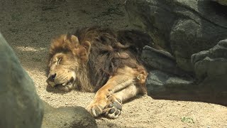 ライオン の『ラオ』と『サクラ』 (神戸市立 王子動物園) 2020年8月4日