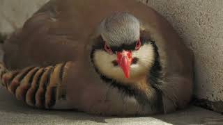 Chukar Partridge (Kakegawa Kachouen, Shizuoka, Japan) July 30, 2022