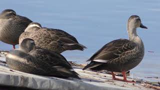 Spot-billed duck (Nakagawa Aquatic Park, Tochigi, Japan) December 8, 2018