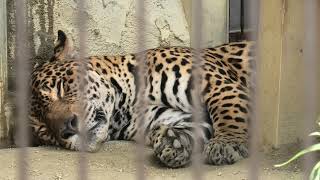 ジャガー (東山動植物園) 2021年7月22日