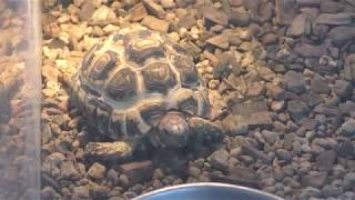 Baby African leopard tortoise (Tokyo Municipal Oshima Park Zoo, Tokyo, Japan) March 3, 2018