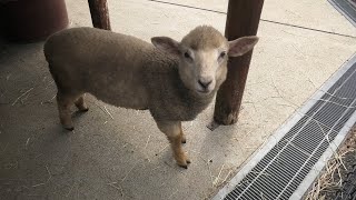 シープデッキ (東武動物公園) 2020年9月18日