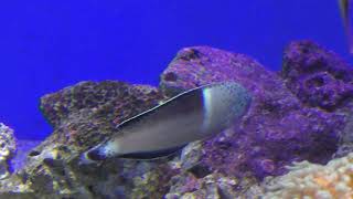 カンムリベラ (新江ノ島水族館) 2018年8月26日