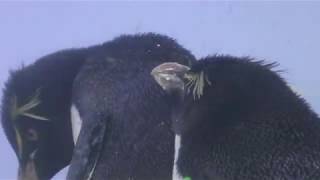 Rockhopper Penguin (YokohamaHakkeijima Seaparadise, Kanagawa, Japan) April 14, 2018