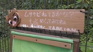 Flying Squirrel (ITOZU NO MORI Zoological Park, Fukuoka, Japan) April 25, 2019
