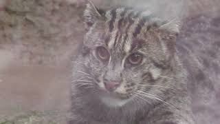 Fishing Cat (KOBE ANIMAL KINGDOM, Hyogo, Japan) July 14, 2023