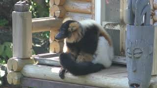 エリマキキツネザル と クロシロエリマキキツネザル (伊豆シャボテン動物公園) 2019年10月1日