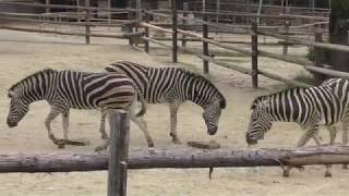 Chapman's zebra (MISAKI KOEN Amusement Park, Osaka, Japan) November 4, 2017