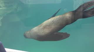 Three Nothern sea lion (Aquamrine Fukushima, Fukushima, Japan) December 3, 2018