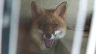 Japanese Red Fox (Okinawa Zoo & Museum, Okinawa, Japan) July 29, 2023
