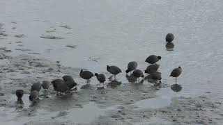 オオバン (東京港野鳥公園) 2018年12月2日