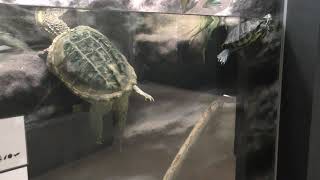 Red-eared slider & Snapping turtle (KAMINE ZOO, Ibaraki, Japan) December 4, 2018