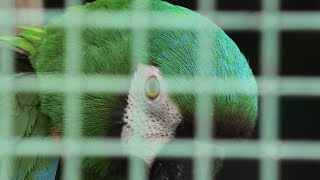 ヒメコンゴウインコ (東山動植物園) 2021年7月22日