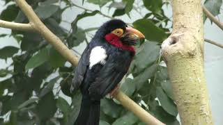 Bearded barbet (Ueno Zoological Gardens, Tokyo, Japan) May 26, 2018