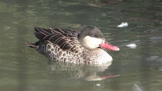 アカハシコガモ と アカハシオナガガモ (多摩動物公園) 2019年1月18日