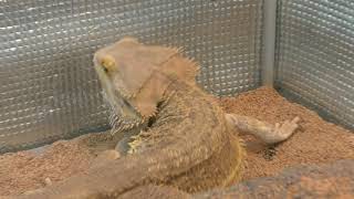 Central bearded dragon (Hibiki Nada Green Park. HIBIKI ANIMAL WORLD, Fukuoka, Japan) April 25, 2019