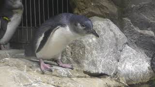 Little Penguin (SENDAI UMINO-MORI AQUARIUM, Miyagi, Japan) August 14, 2019