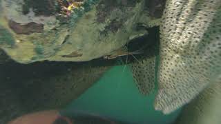 ドクウツボ と ニセゴイシウツボ (宮島水族館 みやじマリン) 2018年5月20日