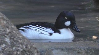 ホオジロガモ (多摩動物公園) 2019年1月18日