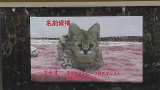 Baby Serval Naming ceremony (TOBE ZOOLOGICAL PARK OF EHIME PREF., Ehime, Japan) March 25, 2018
