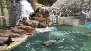 Nothern sea lion diving from 2F (KINOSAKI MARINE WORLD, Hyogo, Japan) November 26, 2019