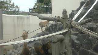 マントヒヒ と バーバリーシープ (鹿児島市 平川動物公園) 2019年4月17日
