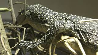 Mangrove monitor (KAMINE ZOO, Ibaraki, Japan) December 4, 2018