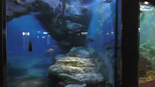 海のさかな水槽「あえて噛ませる？」 (神戸市立須磨海浜水族園) 2018年12月21日