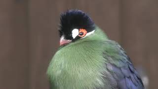 Hartlaub's Turaco (MATSUE VOGEL PARK, Shimane, Japan) November 29, 2019