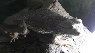 Central bearded dragon (Ostrich Kingdom Ishioka Farm, Ibaraki, Japan) July 16, 2018