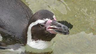 フンボルトペンギン (周南市徳山動物園) 2018年5月19日