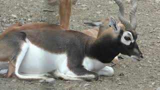 Bovidae