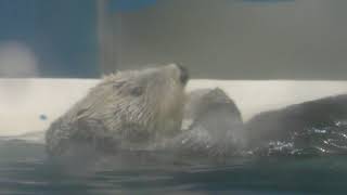 Sea otter Feeding time (ADVENTURE WORLD, Wakayama, Japan) December 25, 2018