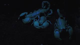 暗闇で光る ダイオウサソリ (栃木県なかがわ水遊園) 2018年12月8日