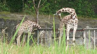 Reticulated giraffe (Higashiyama Zoo and Botanical Gardens, Aichi, Japan) June 25, 2023