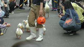 Halloween parade (Oji Zoo, Hyogo, Japan) October 27, 2019