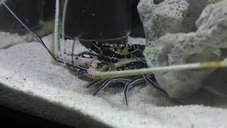 ゴシキエビ (エビとカニの水族館) 2018年12月26日