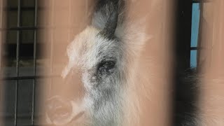 ニホンカモシカ (東山動植物園) 2021年7月22日