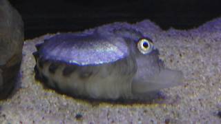 タコブネ (神戸市立須磨海浜水族園) 2018年12月21日
