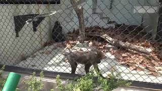 Mandrill (Hiroshima City Asa Zoological Park, Hiroshima, Japan) May 20, 2018