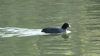 水鳥たち (愛媛県宇和島市 南楽園) 2019年12月23日